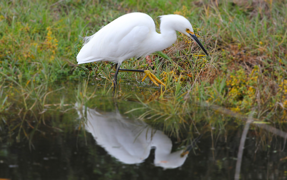 an egret standing in a pond near some grass