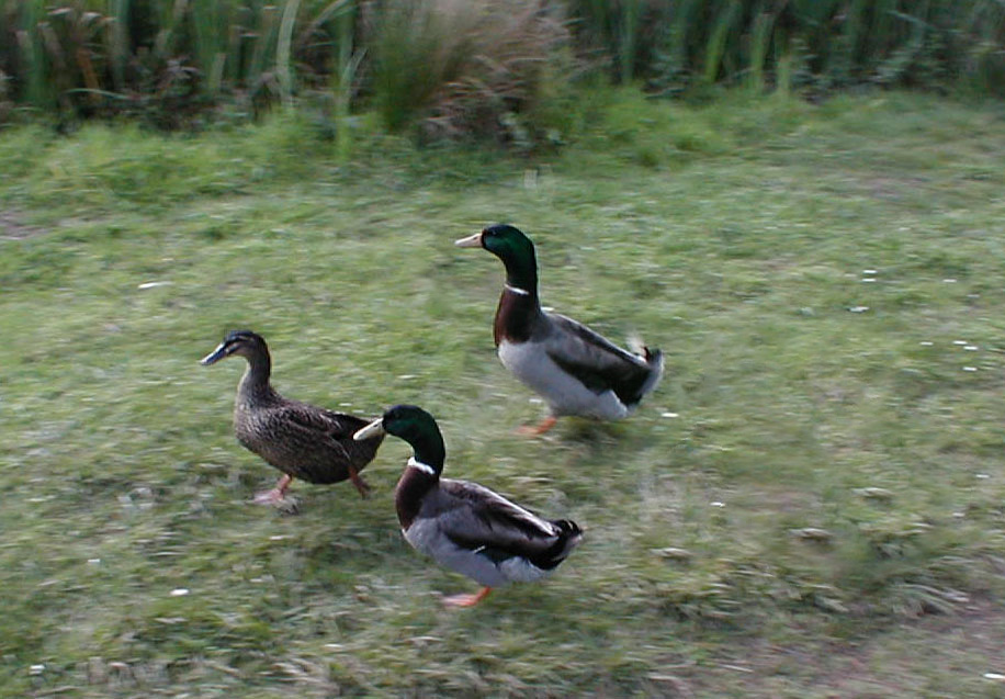 three ducks walking across some grass