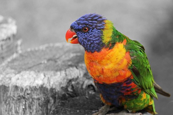 A colorful parrot